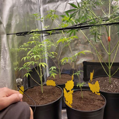 Geloctane  growlog photo: I'm straight f****** these plants up Broke off the left half of the top of Khalifa Kush and taped it back together 9:00pm  If trellisnets should be in place beforehand 