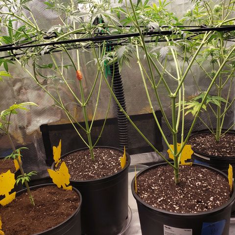 Geloctane  growlog photo: I'm straight f****** these plants up Broke off the left half of the top of Khalifa Kush and taped it back together 9:00pm  If trellisnets should be in place beforehand 