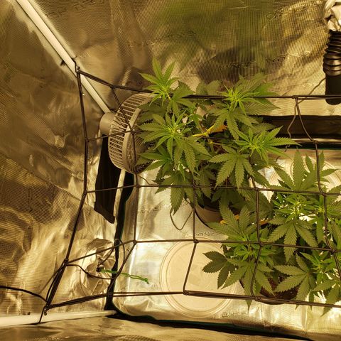 Geloctane  growlog photo: trying to get them better 