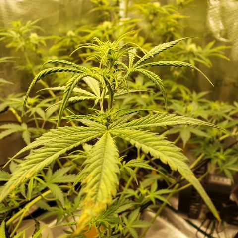 Geloctane  growlog photo: Trying to get them better 
