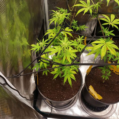 Geloctane  growlog photo: trying to get them better 