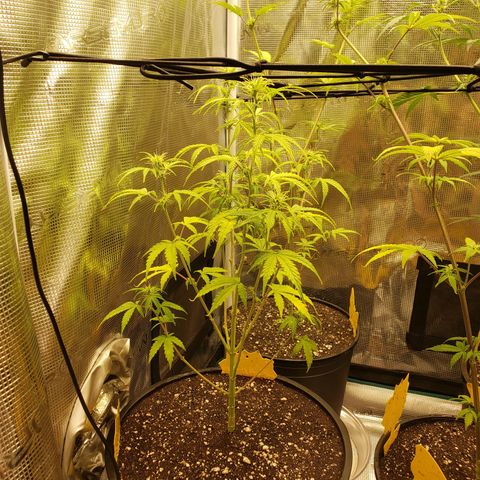 Geloctane  growlog photo: trying to get them better 