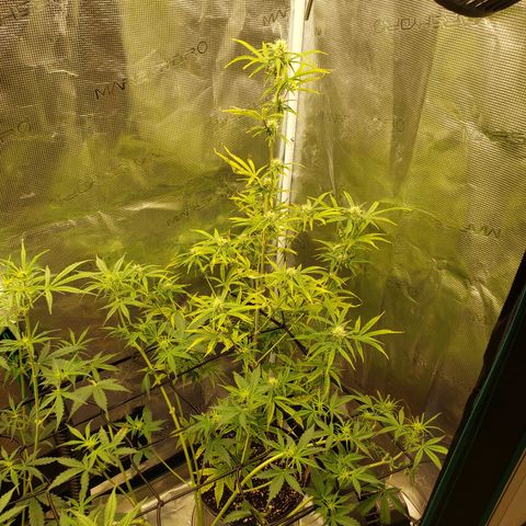Geloctane  growlog photo: trying to get them better 