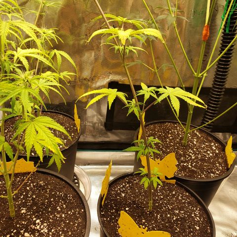 Geloctane  growlog photo: Trying to get them better 