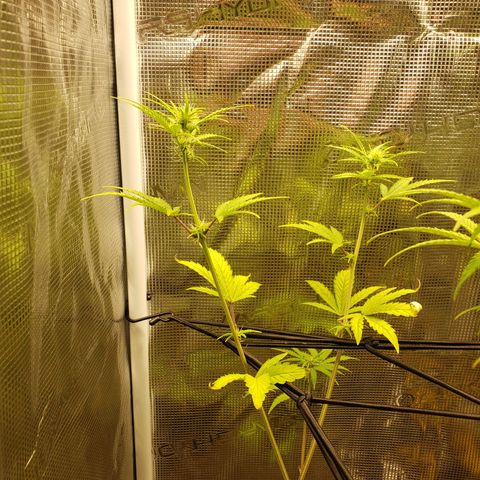 Geloctane  growlog photo: Bad shape new ph pen ordered today 