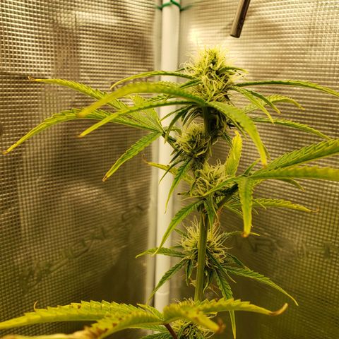 Geloctane  growlog photo: Bad shape new ph pen ordered today 
