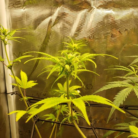 Geloctane  growlog photo: Trying to get them better 