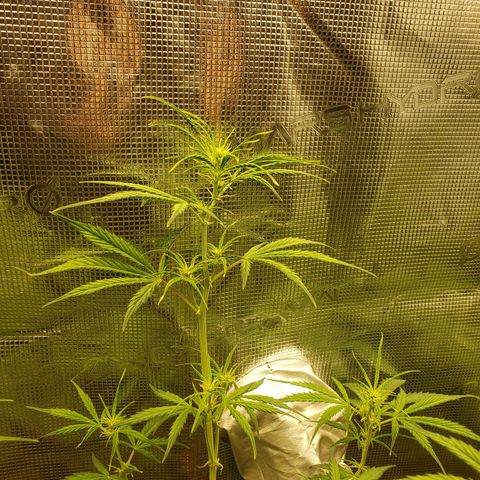 Geloctane  growlog photo: Trying to get them better 