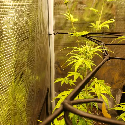 Geloctane  growlog photo: Trying to get them better 