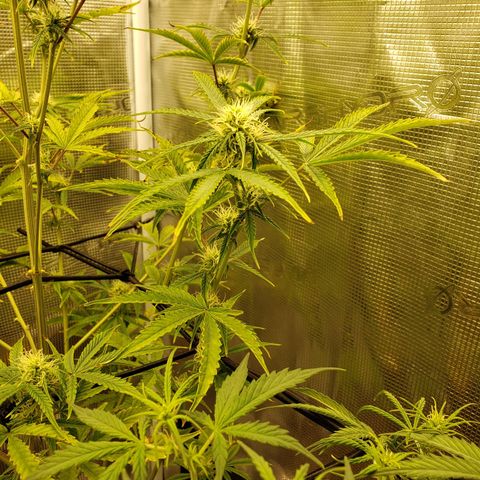Geloctane  growlog photo: Bad shape new ph pen ordered today 