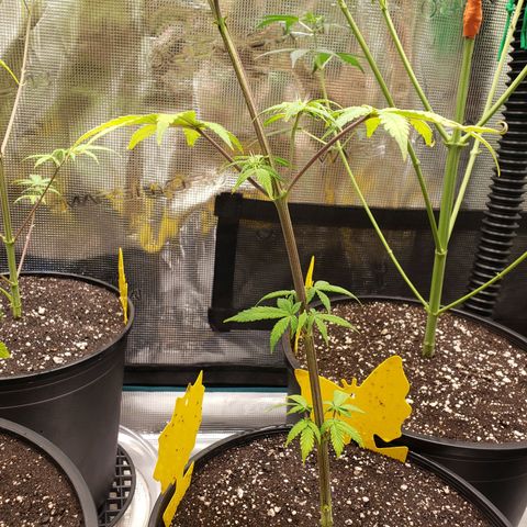 Geloctane  growlog photo: Bad shape new ph pen ordered today 