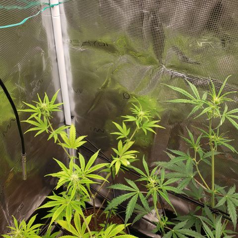 Geloctane  growlog photo: trying to get them better 