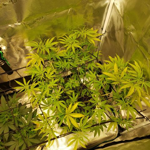 Geloctane  growlog photo: trying to get them better 