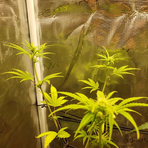 Geloctane  growlog photo: Trying to get them better 
