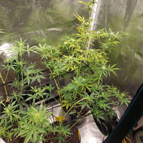 Geloctane  growlog photo: trying to get them better 