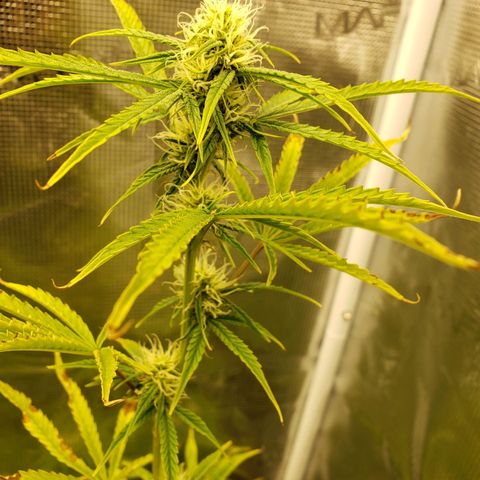 Geloctane  growlog photo: Bad shape new ph pen ordered today 