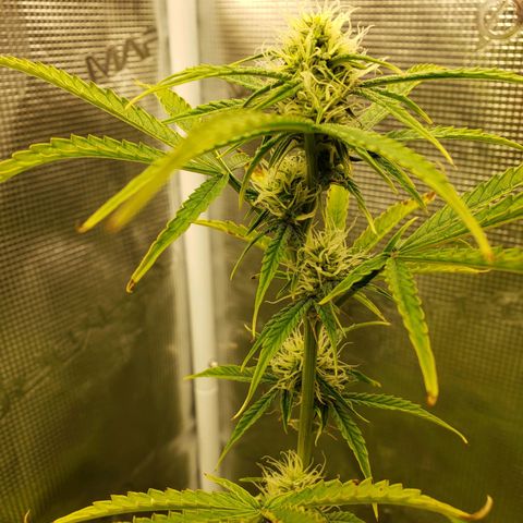 Geloctane  growlog photo: Bad shape new ph pen ordered today 