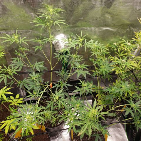 Geloctane  growlog photo: trying to get them better 