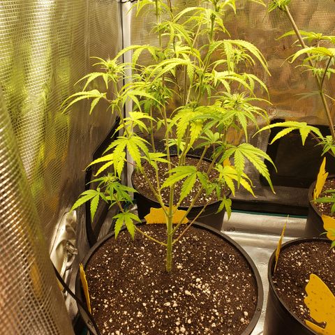 Geloctane  growlog photo: Bad shape new ph pen ordered today 