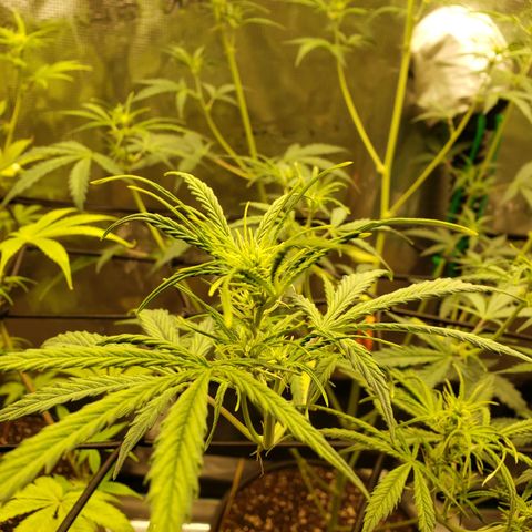 Geloctane  growlog photo: Trying to get them better 
