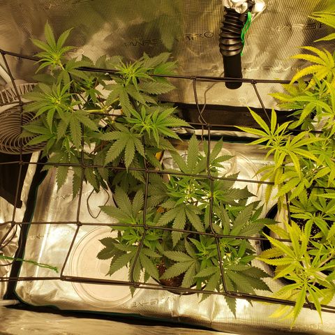 Geloctane  growlog photo: trying to get them better 