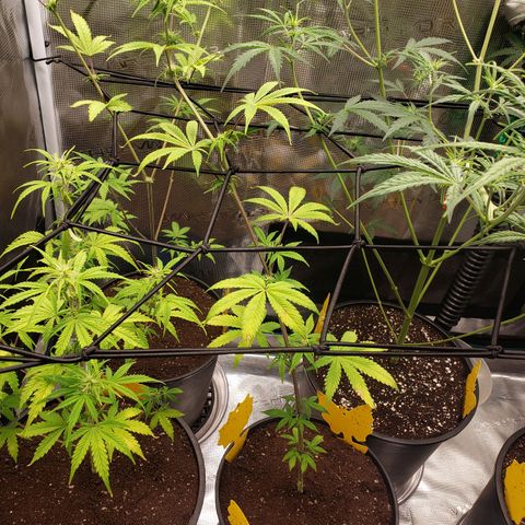 Geloctane  growlog photo: trying to get them better 