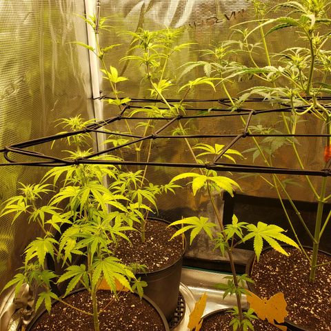 Geloctane  growlog photo: Trying to get them better 