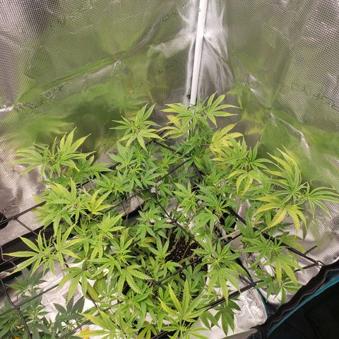Geloctane  growlog photo: Geloctane and clones 