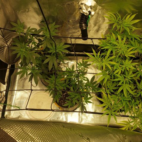 Geloctane  growlog photo: Geloctane and clones 