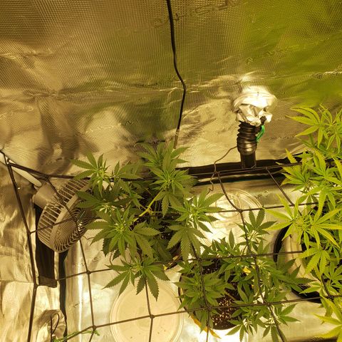 Geloctane  growlog photo: Geloctane and clones 