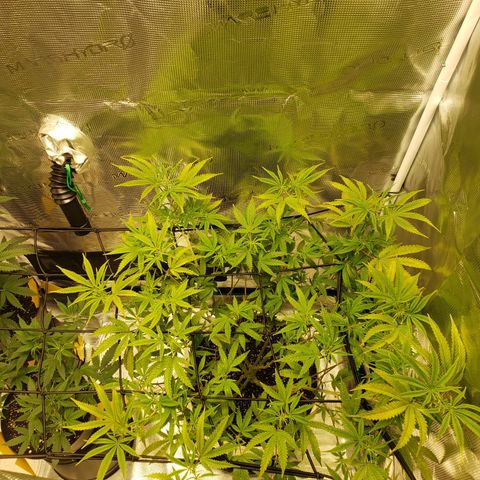 Geloctane  growlog photo: Geloctane and clones 