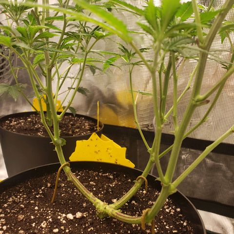 Geloctane  growlog photo: Geloctane and clones 