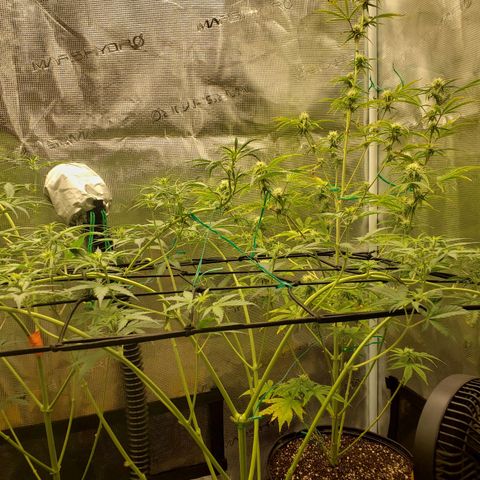 Geloctane  growlog photo: Super skunk and Khalifa Kush auto flowers