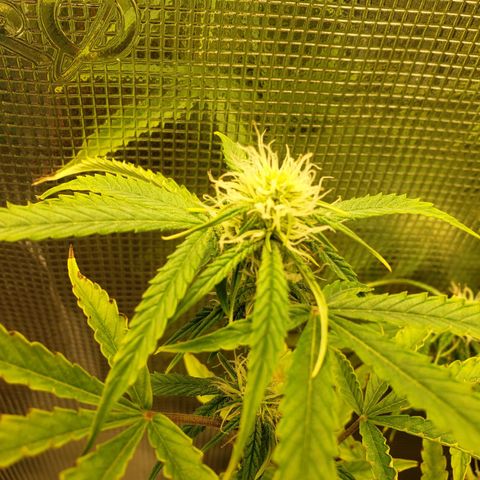 Geloctane  growlog photo: Super skunk and  Khalifa Kush autoflowers 