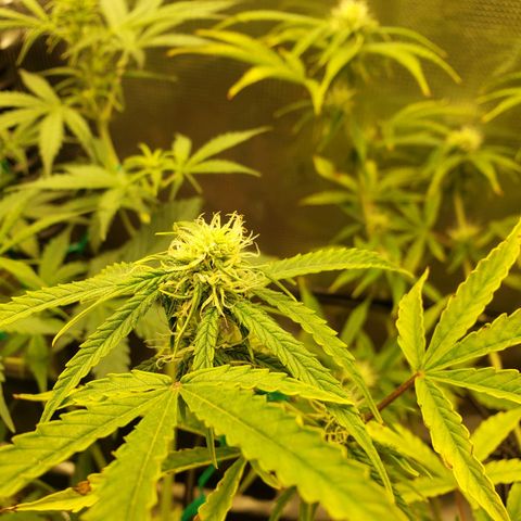 Geloctane  growlog photo: Super skunk and  Khalifa Kush autoflowers 
