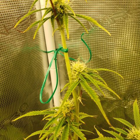 Geloctane  growlog photo: Super skunk and  Khalifa Kush autoflowers 