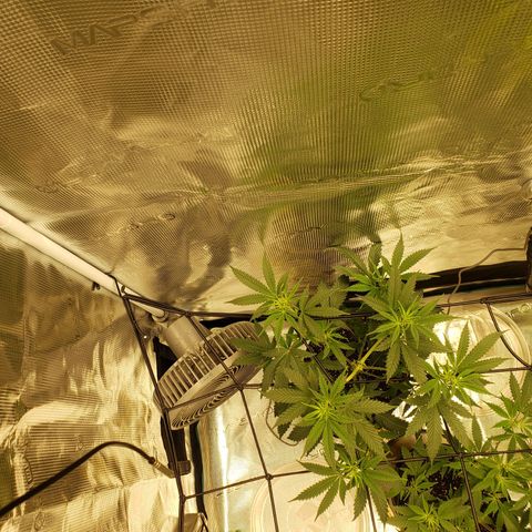 Geloctane  growlog photo: I should probably flip geloctane into flower when the clones get a little bigger 