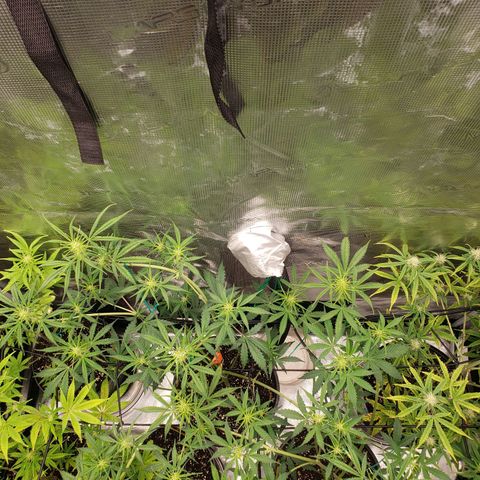 Geloctane  growlog photo: Superskunk is stunted but I will get some type of harvest I believe about 2 weeks she will be ready