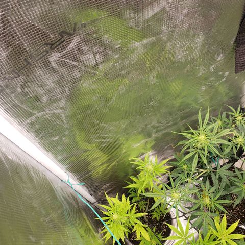 Geloctane  growlog photo: Superskunk is stunted but I will get some type of harvest I believe about 2 weeks she will be ready