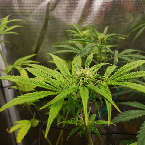 Geloctane  growlog photo: Super skunk and  Khalifa Kush autoflowers 