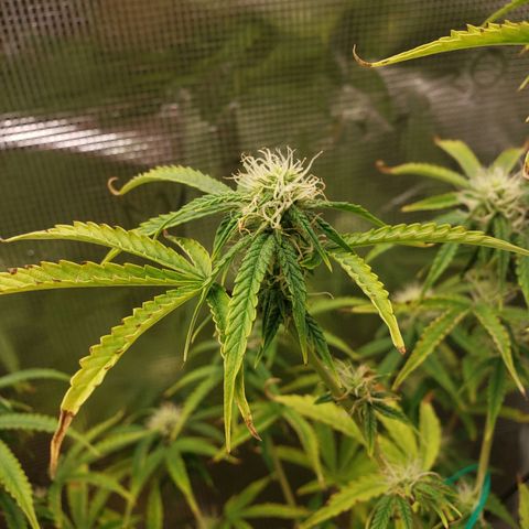 Geloctane  growlog photo: Superskunk is stunted but I will get some type of harvest I believe about 2 weeks she will be ready