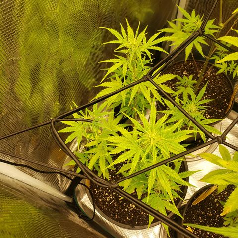 Geloctane  growlog photo: Super skunk and  Khalifa Kush autoflowers 