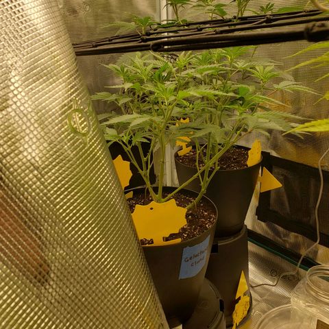 Geloctane  growlog photo: I should probably flip geloctane into flower when the clones get a little bigger 
