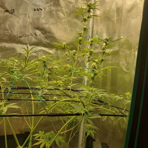 Geloctane  growlog photo: Super skunk and Khalifa Kush auto flowers