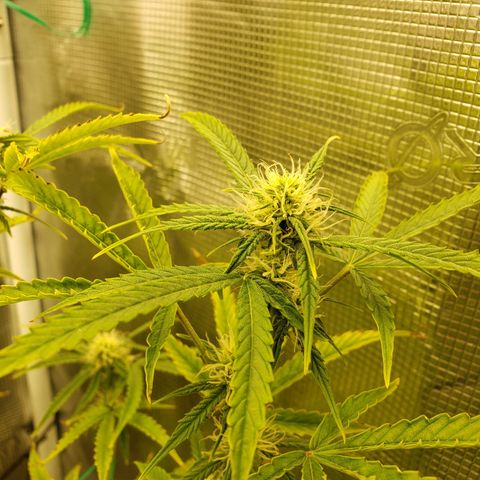 Geloctane  growlog photo: Super skunk and  Khalifa Kush autoflowers 