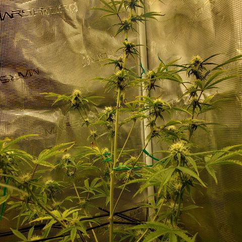 Geloctane  growlog photo: Super skunk and Khalifa Kush auto flowers