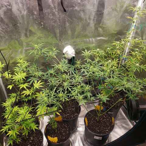 Geloctane  growlog photo: Super skunk and Khalifa Kush auto flowers
