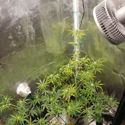 Geloctane  growlog photo: Geloctane and clones 