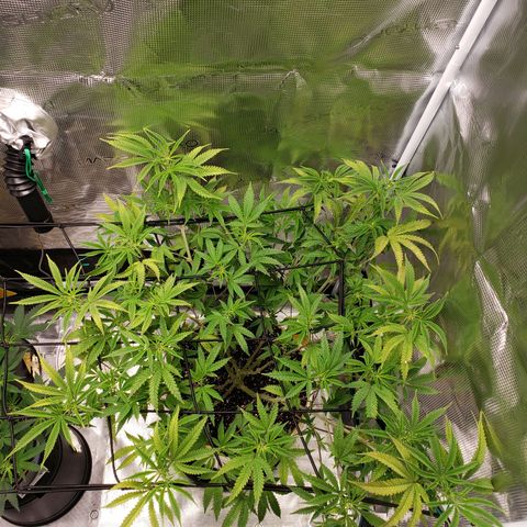 Geloctane  growlog photo: I should probably flip geloctane into flower when the clones get a little bigger 