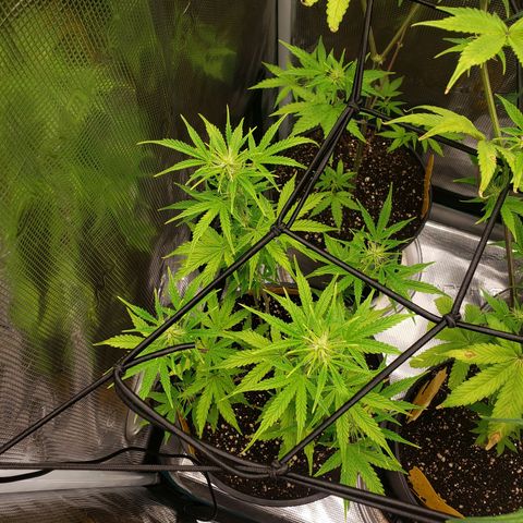 Geloctane  growlog photo: Superskunk is stunted but I will get some type of harvest I believe about 2 weeks she will be ready